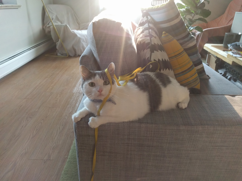 Sofa arm. Verdict: 4/10 but ideal position for attacking string.
